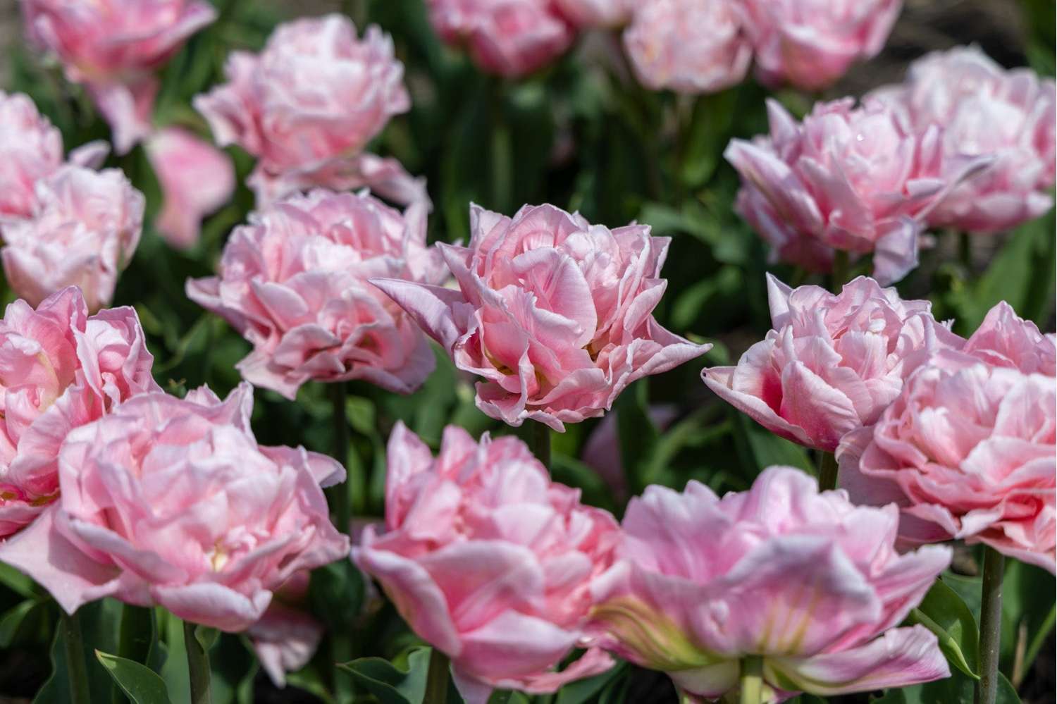 Tulppaani 'Dreamer'